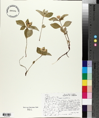 Cornus canadensis image