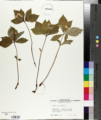 Cornus canadensis image