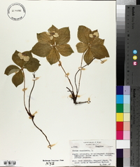 Cornus canadensis image