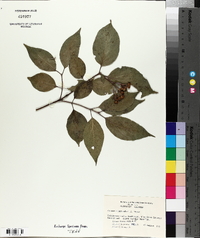 Cornus drummondii image