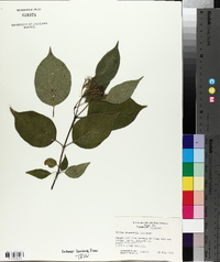 Cornus drummondii image