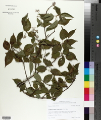 Cornus drummondii image