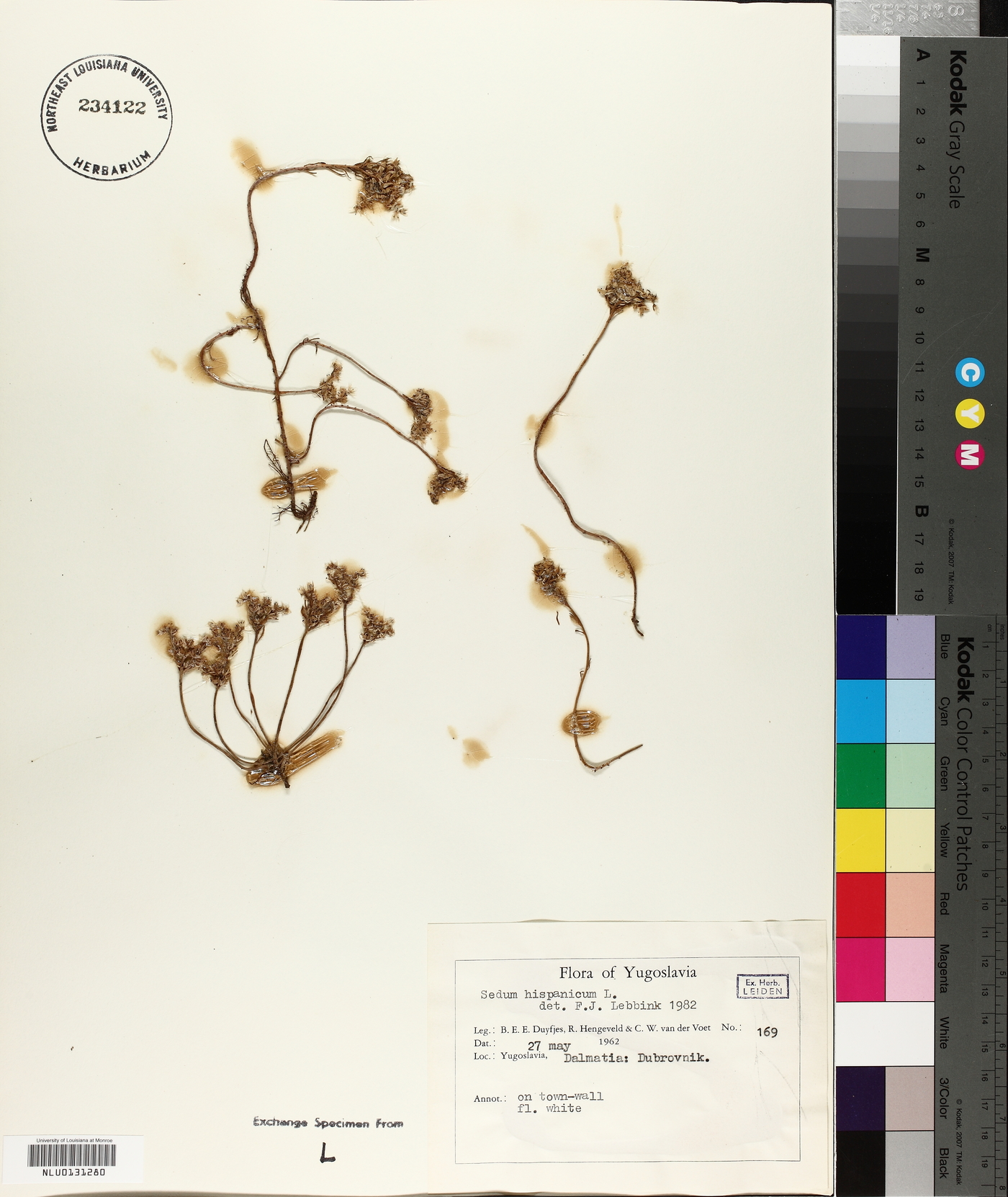 Sedum hispanicum image