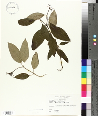 Cornus obliqua image