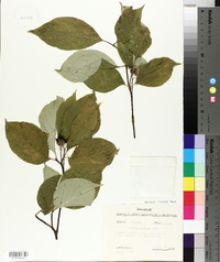 Cornus obliqua image