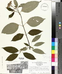 Cornus obliqua image