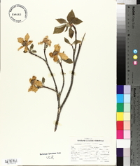 Cornus nuttallii image