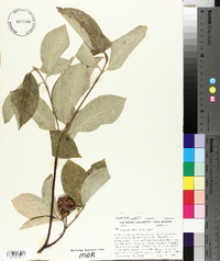 Cornus nuttallii image