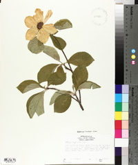 Cornus nuttallii image