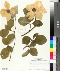 Cornus nuttallii image