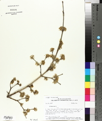 Cornus mas image