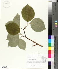 Cornus rugosa image