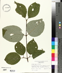 Cornus rugosa image