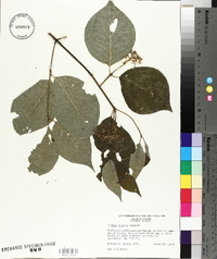 Cornus rugosa image