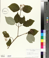 Cornus rugosa image