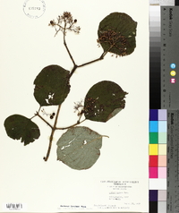 Cornus rugosa image