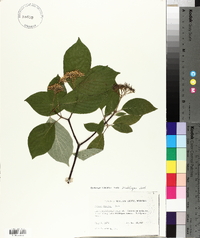 Cornus rugosa image