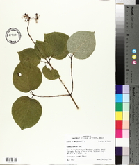 Cornus rugosa image