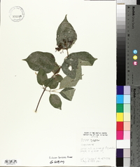 Cornus rugosa image