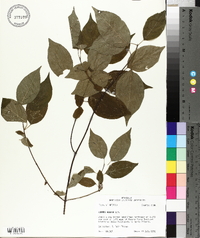 Cornus rugosa image