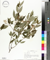 Cornus racemosa image