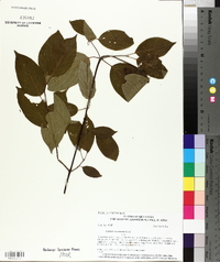 Cornus racemosa image