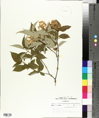 Cornus racemosa image