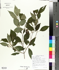 Cornus racemosa image