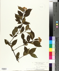 Cornus paniculata image