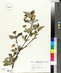 Cornus sericea subsp. sericea image