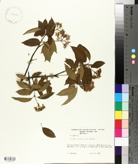 Cornus sericea subsp. sericea image