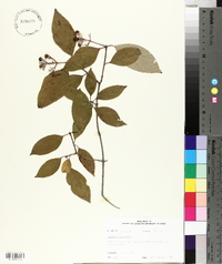 Cornus sericea subsp. sericea image