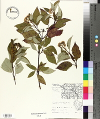 Cornus sericea subsp. sericea image