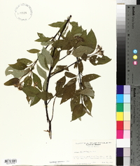 Cornus sericea subsp. sericea image