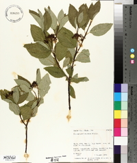 Cornus sericea subsp. sericea image