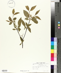 Cornus sericea subsp. sericea image