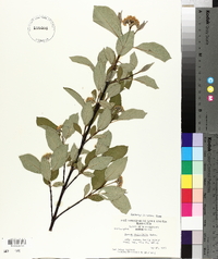 Cornus sericea subsp. sericea image