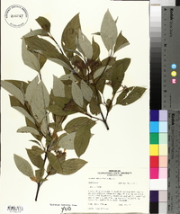 Cornus sericea subsp. sericea image