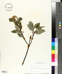 Cornus sericea subsp. sericea image