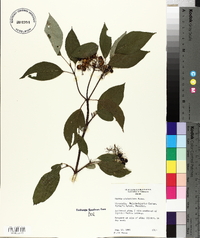 Cornus sericea subsp. sericea image