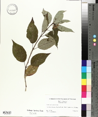 Cornus sericea subsp. sericea image