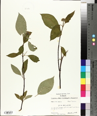 Cornus sericea subsp. sericea image