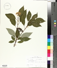 Cornus sericea subsp. sericea image