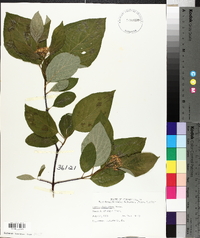 Cornus sericea subsp. sericea image