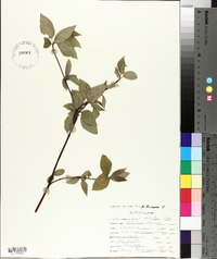 Cornus sericea subsp. sericea image