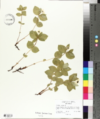 Cornus suecica image