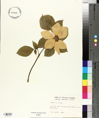 Cornus nuttallii image