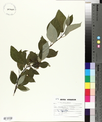 Cornus sericea subsp. sericea image