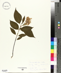 Cornus sericea subsp. sericea image