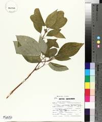 Cornus sericea subsp. sericea image